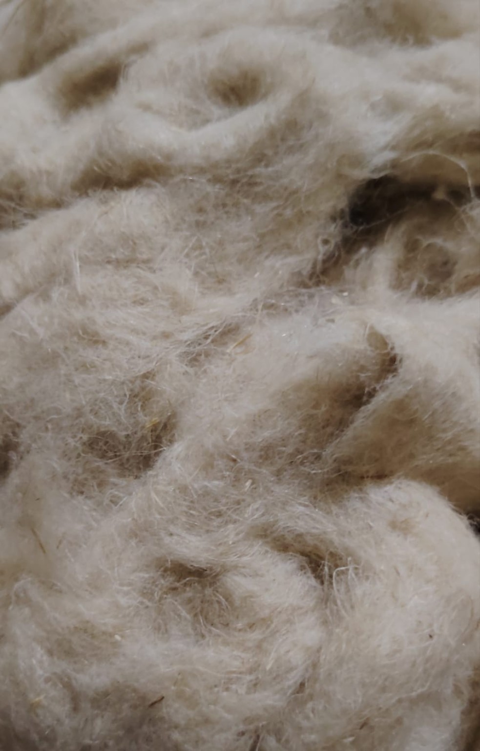 Egyptian cottonized flax fiber