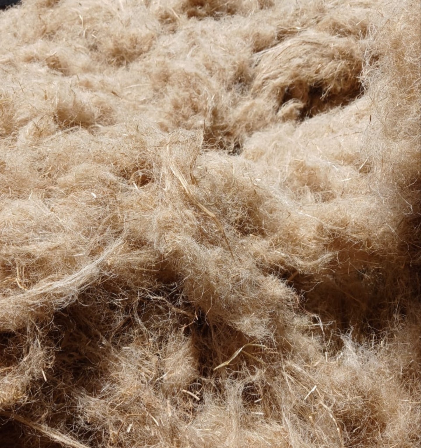 Egyptian short flax fiber